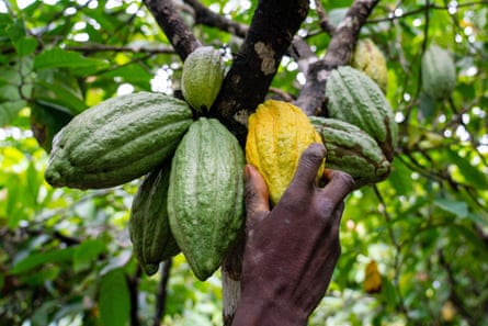 A hand feels a yellow cocoa pod on a tree 